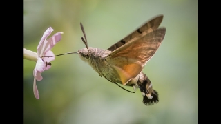 Vibrational Control in Insect Flight